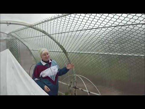 Видео: Как установили сетку для огурцов!