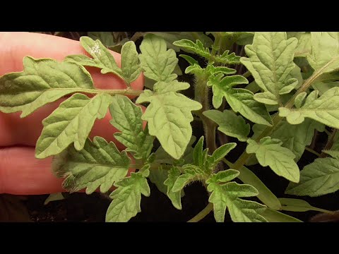 Видео: Посев томатов. Пошагово, с ответами на вопросы. Ольга Чернова.