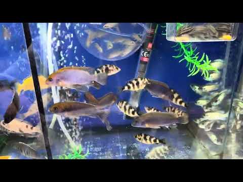 Видео: Зоорынок Днепр 01.11.2025 ( наши рыбки) 