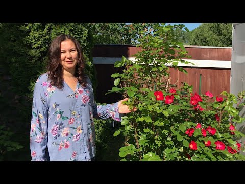 Видео: РОЗА РОБУСТА истинная королева сада!