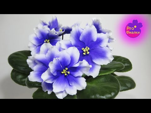 Видео: Моя душевная ПОДБОРКА САМЫХ КРАСИВЫХ ФИАЛОК  Красота 50 ВОЛШЕБНЫХ кустиков!