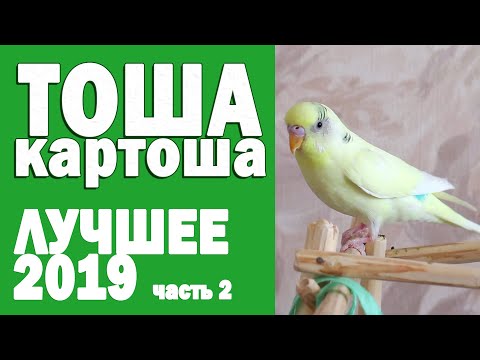 Видео: 🌞 Весёлое пение волнистого попугая Тоши 👍 #ТОШАКАРТОША 4🐦