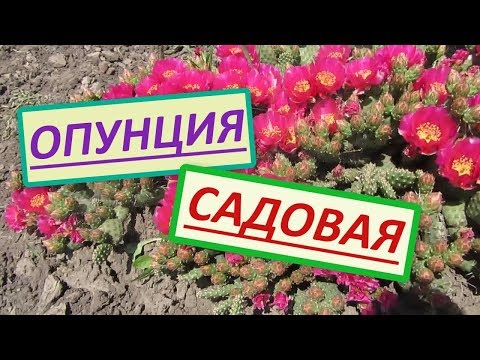 Видео: Кактус Опунция садовая для открытого грунта. Начало цветения опунции