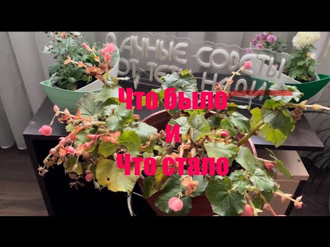 Видео: Реанимация старой бегонии Элатиор зимой #бегония #дачныесоветыоттетинади
