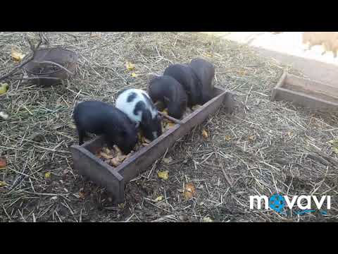 Видео: вєтнамські поросята 2 місяці 0961626245