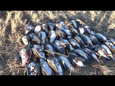 Видео: Супер охота на белолобого гуся в Казахстане, много шикарных налётов 2022.