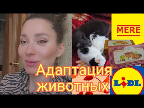Видео: 26 октября 2025 г.🐱Адаптация животных после🚗переезда/🛒Большая распаковка MERE и LIDL #латвия #mere