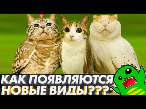 Видео: КАК ЭВОЛЮЦИЯ СОЗДАЁТ НОВЫЕ ВИДЫ? | Происхождение видов | Ученые не скрывают?