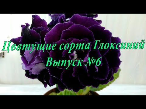 Видео: Цветущие сорта Глоксиний(Выпуск №6)