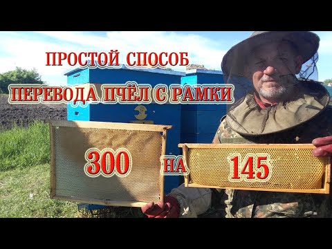 Видео: Простой способ перевода пчёл с рамки 300 на рамку 145.