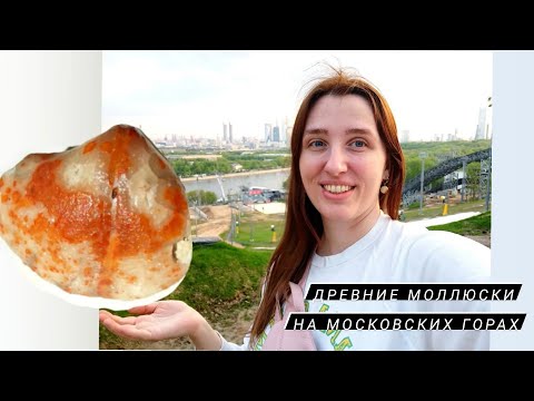 Видео: Брахиопода с Воробьëвых Гор Москвы. Древний океан. Путешествие с каменными находками.