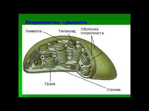 Видео: 73-сабақ