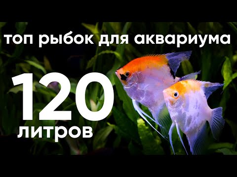 Видео: Топ рыбок для аквариума 120 литров