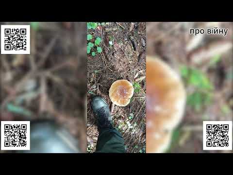 Видео: ТЦК, шпиталі, підрив і втеча: правда одного військового