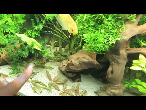 Видео: АКВА 180/Людвигия сбрасывает листья