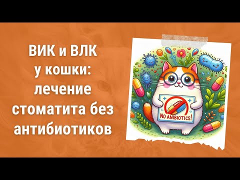 Видео: 👅 ВИК и ВЛК у кошки: лечение стоматита без антибиотиков? Советы ветеринара