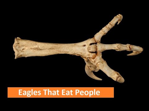 Видео: Соколиная охота: орлы, которые охотятся на людей