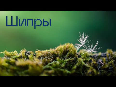 Видео: Про шипровые ароматы с примерами из коллекции