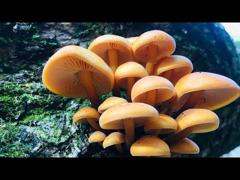 Видео: ГРИБЫ В НОЯБРЕ: Часть 1. Опята осенние, опята зимние, ложноопята кирпично-красные