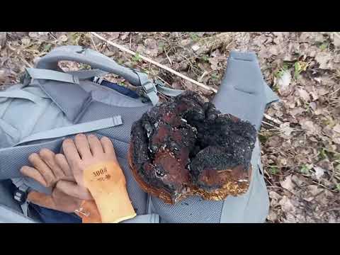 Видео: Осенний выезд за чагой. Собираю по уже пройденным местам.