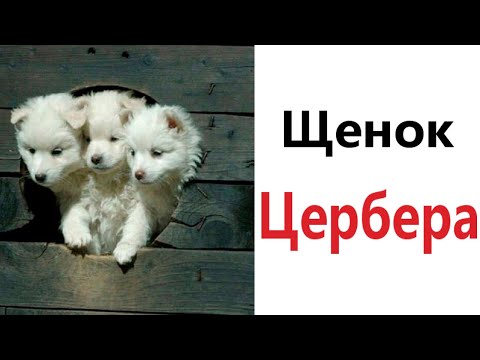 Видео: Приколы! ЩЕНОК ЦЕРБЕРА - МЕМЫ!!! Смешные видео от – Доми шоу!