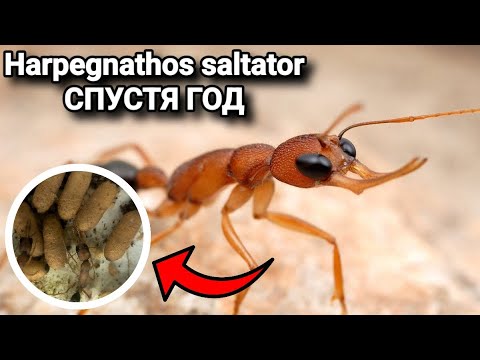 Видео: ЧТО СЛУЧИЛОСЬ С Harpegnathos saltator СПУСТЯ ГОД? ПЕРЕСЕЛЕНИЕ, НАПАДЕНИЕ КАРЕБАР И МНОГОЕ ДРУГОЕ!