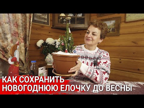 Видео: Как сохранить новогоднюю елочку до весны