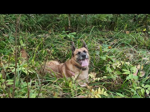 Видео: Лопата вместо корзинки, тачка с каменьями и просто прекрасный день