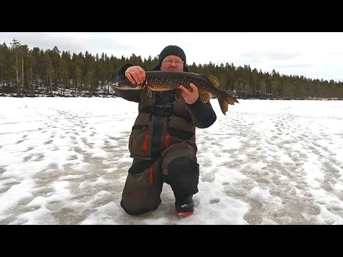 Видео: Рыбалка в Карелии. Жор щуки на незнакомом лесном озере.