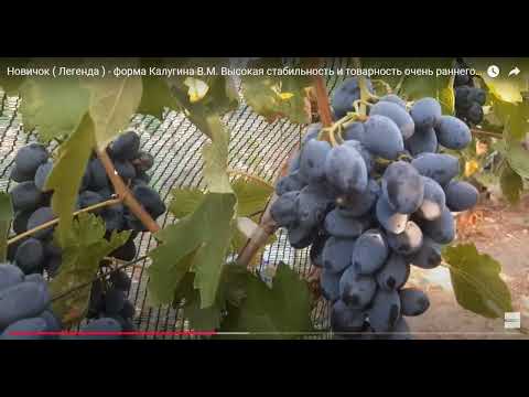 Видео: Первая десятка стабильных  и надежных сортов винограда. И для начинающих в самый раз.