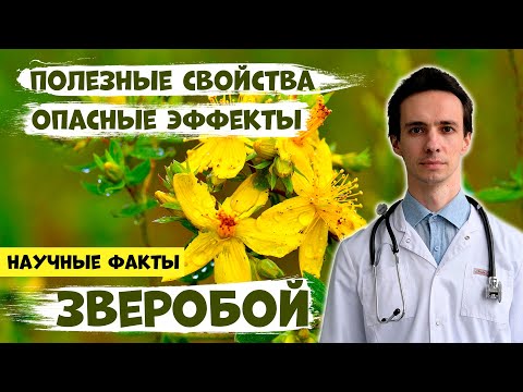 Видео: ЗВЕРОБОЙ: реально ли помогает? Научные факты об эффективности при разных болезнях. Побочные эффекты