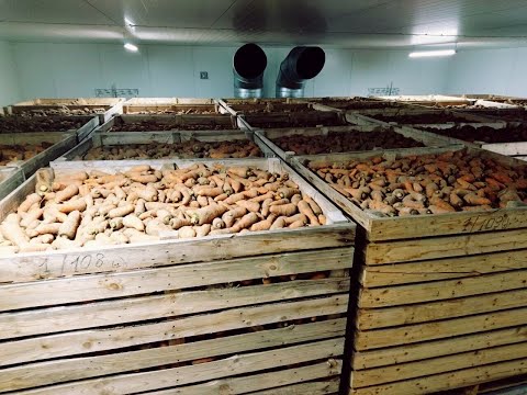 Видео: ОВОЧЕСХОВИЩЕ