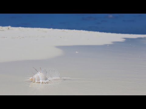 Видео: Nika Island Maldives. Обзор отеля. Si dedica a Giampiero Belazzi