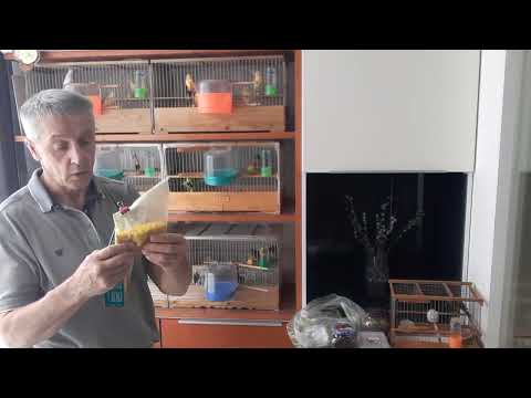 Видео: Содержание  и кормление  канареек в период  линьки.