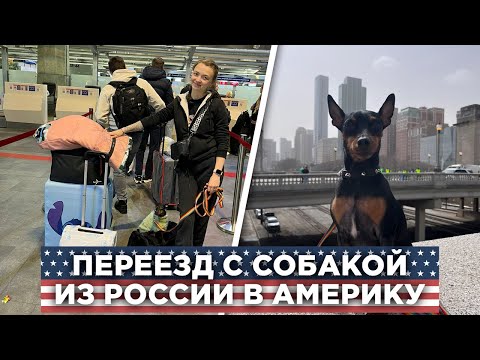 Видео: Как перевезти собаку в Америку и сколько это стоит