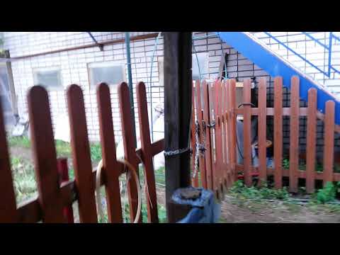 Видео: Кролики Полтавское серебро 1