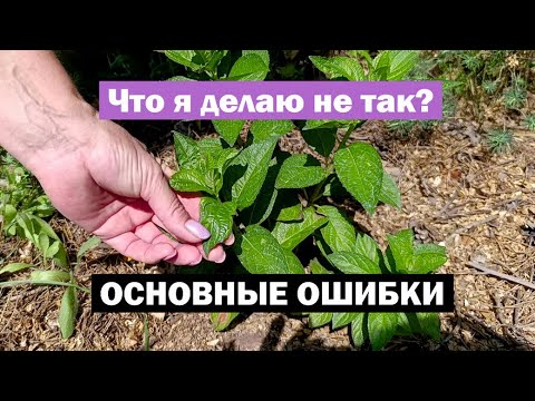 Видео: ОСНОВНЫЕ ошибки при выращивании метельчатых гортензий: МОИ НАБЛЮДЕНИЯ