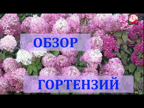 Видео: ГОРТЕНЗИИ В СЕНТЯБРЕ. ОБЗОР СОРТОВ