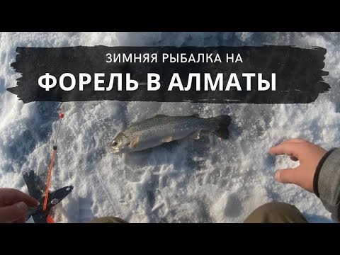 Видео: ЗИМНЯЯ ЛОВЛЯ ФОРЕЛИ В АЛМАТЫ | ПОЙМАЛИ ЧУЖУЮ УДОЧКУ С РЫБОЙ