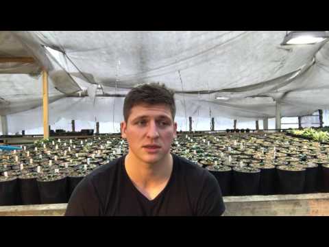 Видео: Вырастить кактусы, Адениумы  и другие суккуленты из семян или купить взрослые растения?