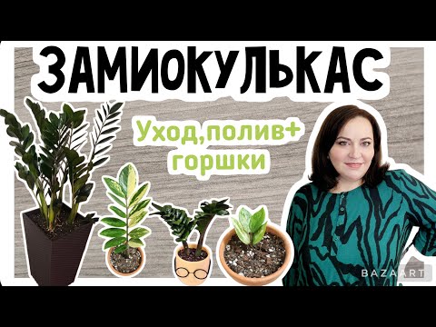 Видео: Замиокулькас. Обзор мини коллекции + уход и размножение