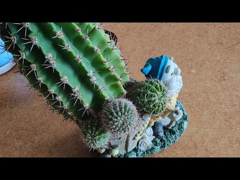 Видео: 28.12.20.Кактусы на работе перезалив летнего видео август 2019г.