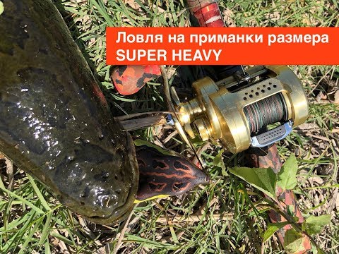 Видео: Змееголов после нереста. Выезд 26 мая 2018 года / Spring Snakeheads