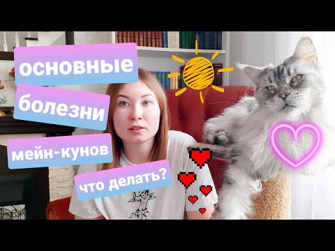 Видео: ЖИЗНЬ С МЕЙН-КУНАМИ / ОСНОВНЫЕ БОЛЕЗНИ МЕЙН-КУНОВ