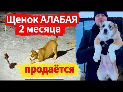 Видео: Щенок алабая спустя 3 и 5 дней как мы его забрали!