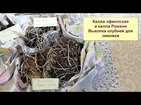 Видео: Калла эфиопская и Ремани. Выкапываю клубни для зимовки.