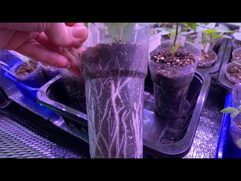 Видео: Добавила всего одну щепотку и такие корни! Ваша рассада будет рада!