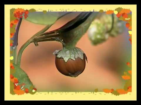 Видео: Сказки для самых маленьких. Вып. 30. Весенняя история. Орешек