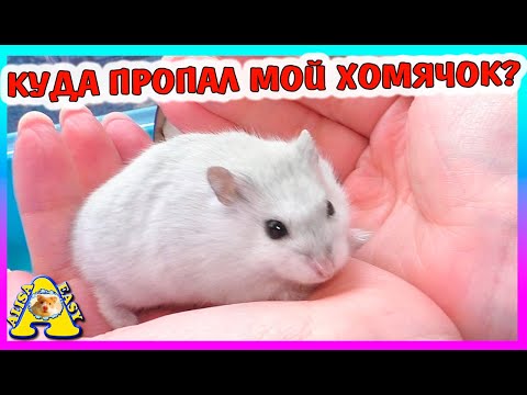 Видео: Что с  хомяком КУКИ /  хомяк из банки / весенняя линька у хомяка / Alisa Easy Pets