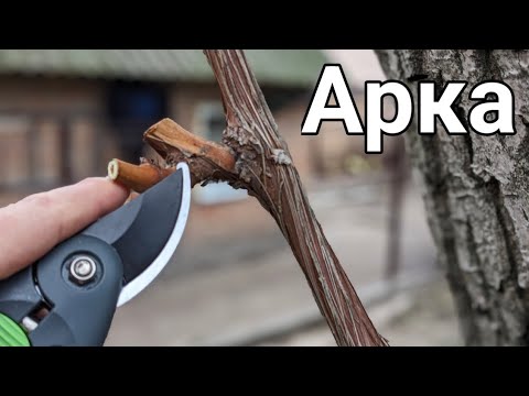 Видео: В защиту Аркадии, а также обрезка и формирование куста на арке по Фен-шую 💯🍇